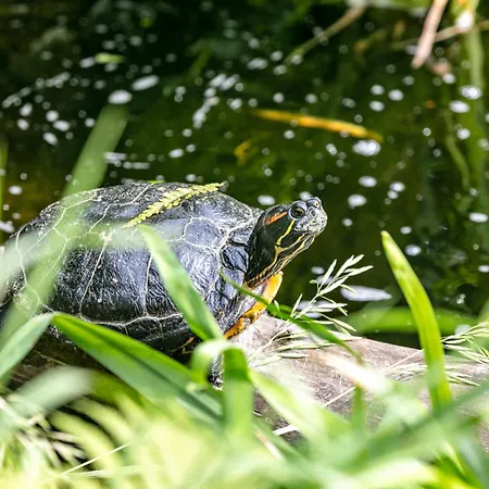 Prázdninový dům Haus Am See *