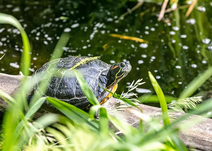 Сasa de vacaciones Haus Am See *